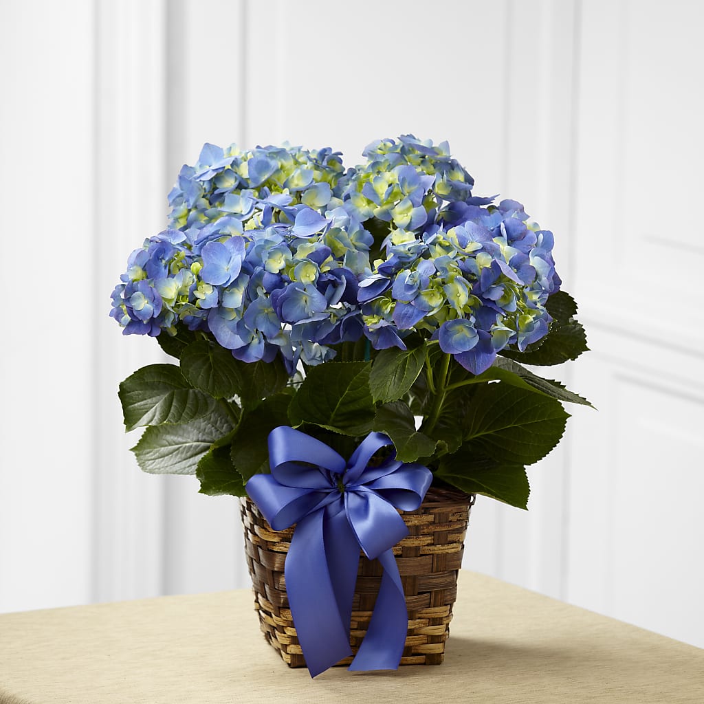 Blue Hydrangea Planter